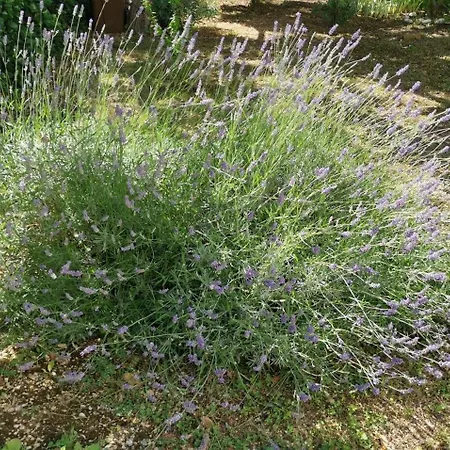 Sersic Appartement Baška